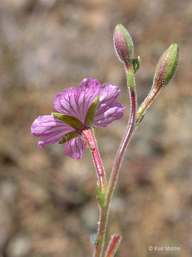 Image de Epilobium brachycarpum Presl