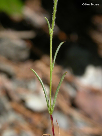 Image of tall annual willowherb