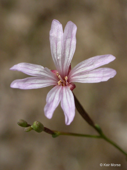 Image of tall annual willowherb