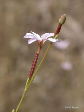 Image de Epilobium brachycarpum Presl