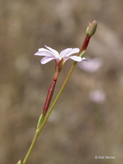 Image of tall annual willowherb