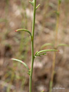Image of tall annual willowherb