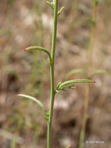 Image of tall annual willowherb