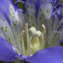 Gentiana setigera A. Gray的圖片