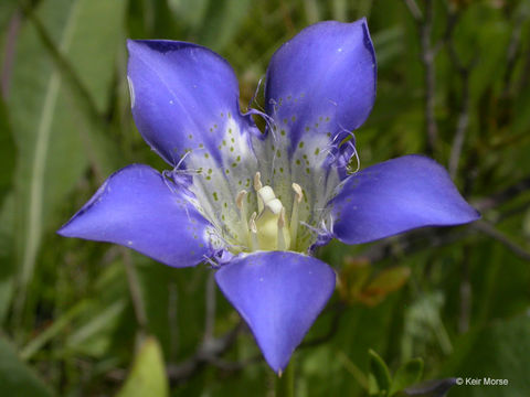 Image of Mendocino gentian