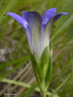 Image of Mendocino gentian