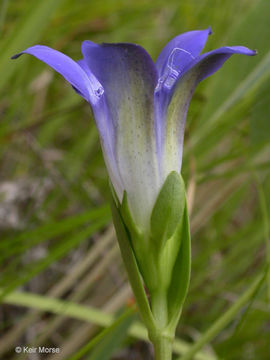 Gentiana setigera A. Gray resmi