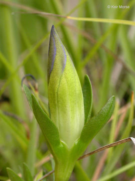 Gentiana setigera A. Gray resmi