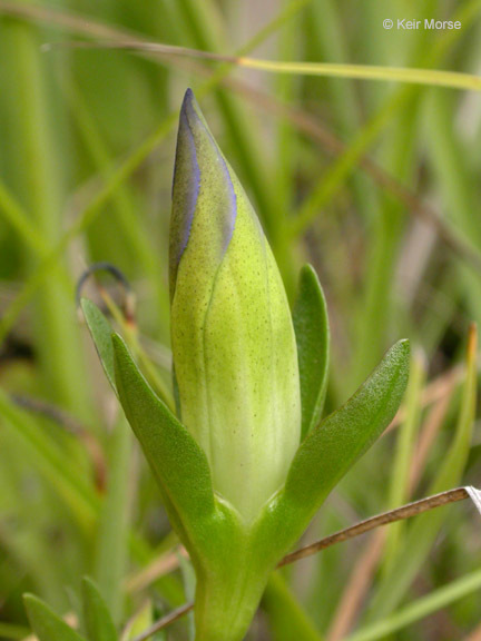 Image of Mendocino gentian