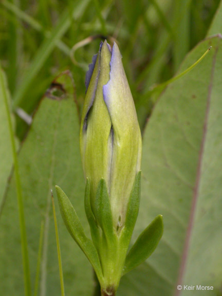 Image of Mendocino gentian