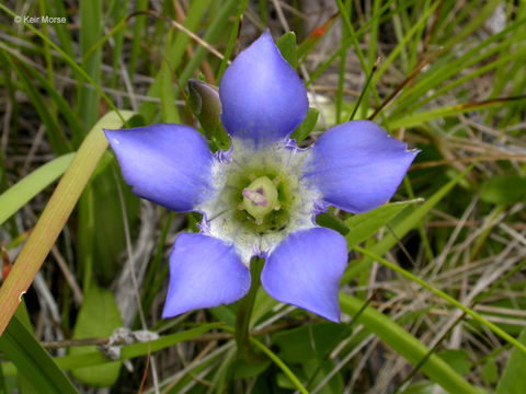 Gentiana setigera A. Gray resmi