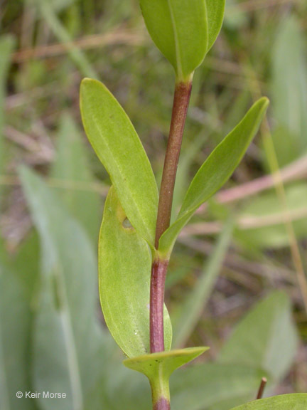 Image of Mendocino gentian