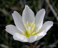 Image of oppositeleaf lewisia