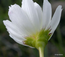 Lewisia oppositifolia (S. Wats.) B. L. Rob. resmi