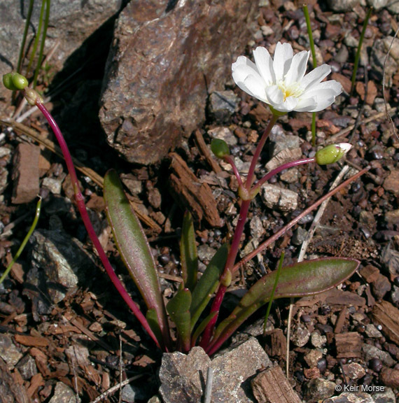 Image of oppositeleaf lewisia