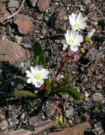 Image of oppositeleaf lewisia