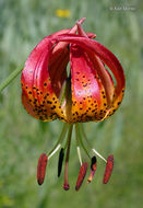 Image of Vollmer's lily
