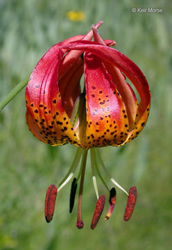 Lilium pardalinum subsp. vollmeri (Eastw.) M. W. Skinner resmi