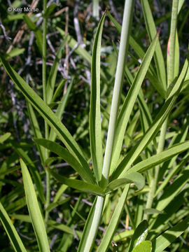 Image de Lilium pardalinum subsp. vollmeri (Eastw.) M. W. Skinner