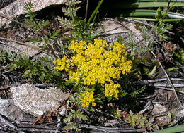 Lomatium hallii (S. Wats.) Coult. & Rose resmi