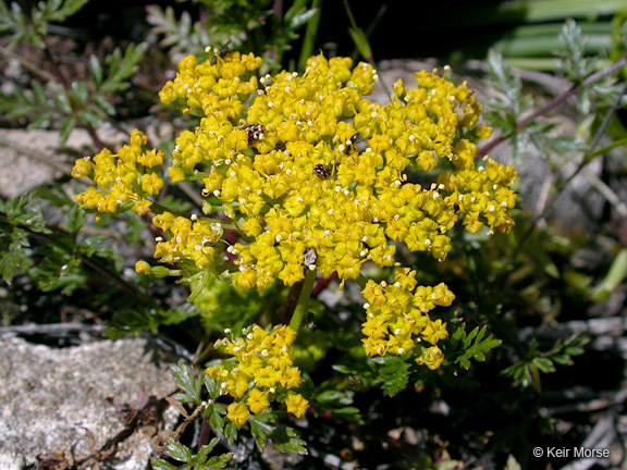 Lomatium hallii (S. Wats.) Coult. & Rose resmi