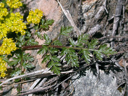 Lomatium hallii (S. Wats.) Coult. & Rose resmi