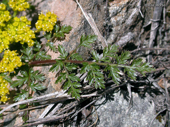 Lomatium hallii (S. Wats.) Coult. & Rose resmi