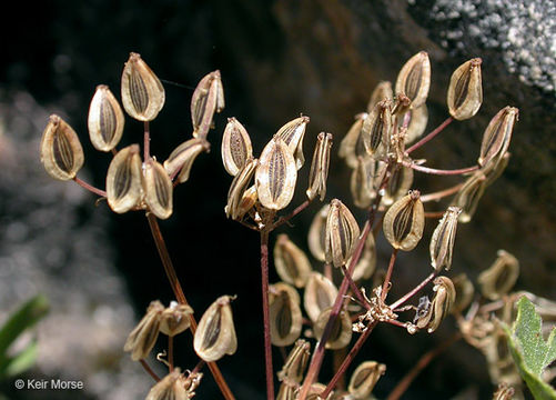 Lomatium hallii (S. Wats.) Coult. & Rose resmi