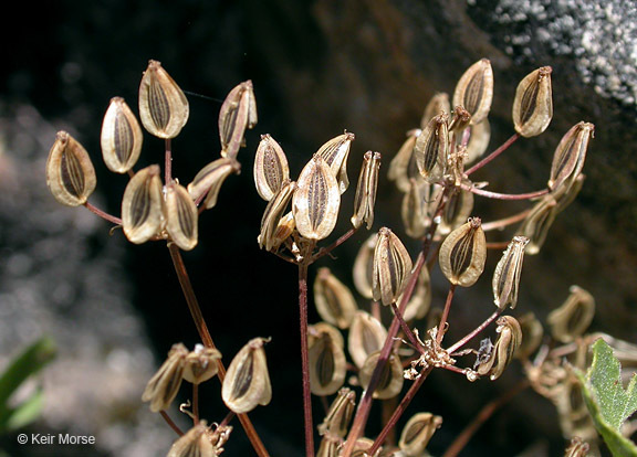 Image of Hall's biscuitroot