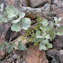 صورة Lomatium howellii (S. Wats.) Jepson