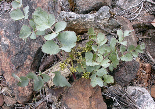 صورة Lomatium howellii (S. Wats.) Jepson