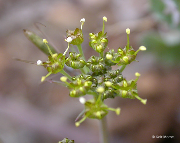 Слика од Lomatium howellii (S. Wats.) Jepson