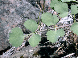 Слика од Lomatium howellii (S. Wats.) Jepson