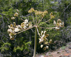 صورة Lomatium howellii (S. Wats.) Jepson