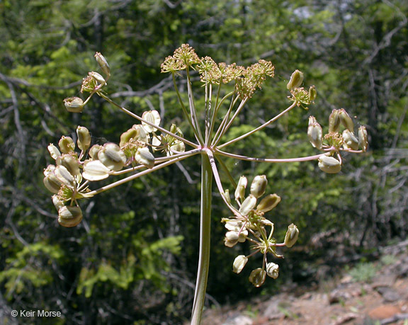 Слика од Lomatium howellii (S. Wats.) Jepson