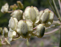 Слика од Lomatium howellii (S. Wats.) Jepson