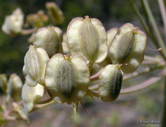 صورة Lomatium howellii (S. Wats.) Jepson