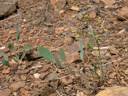 Lomatium nudicaule (Pursh) Coult. & Rose的圖片