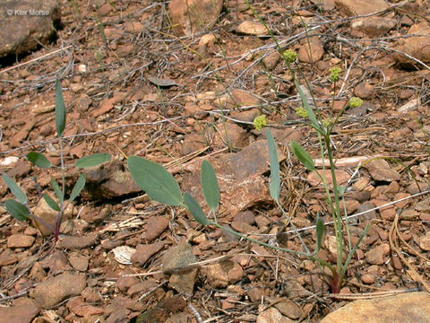 Image of barestem biscuitroot