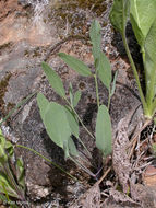 Lomatium nudicaule (Pursh) Coult. & Rose的圖片