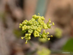 Lomatium nudicaule (Pursh) Coult. & Rose的圖片