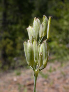 Lomatium nudicaule (Pursh) Coult. & Rose的圖片