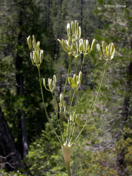 Image of barestem biscuitroot