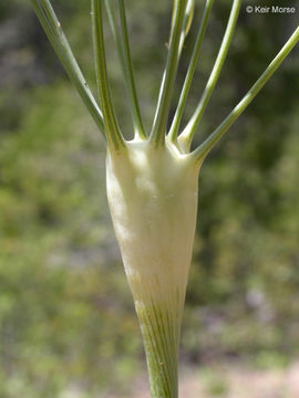 Image of barestem biscuitroot