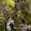 Слика од Lomatium utriculatum (Nutt. ex Torr. & Gray) Coult. & Rose