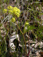 Image of common lomatium