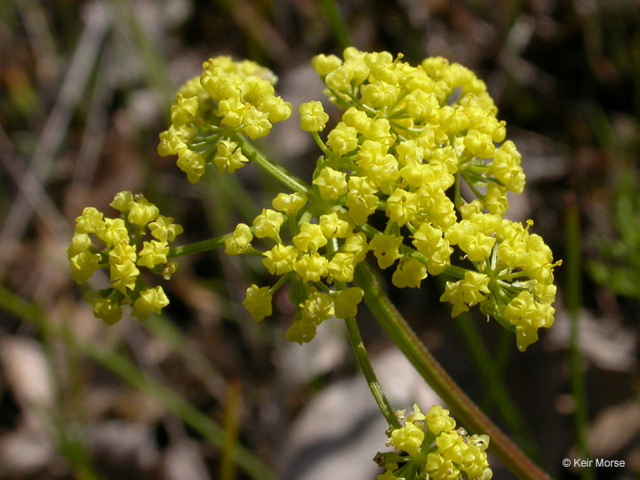 Image of common lomatium