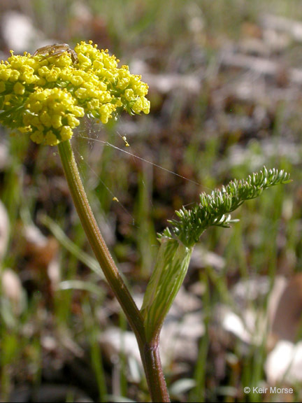 Image of common lomatium