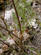 Image of common lomatium