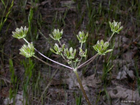 Image of common lomatium